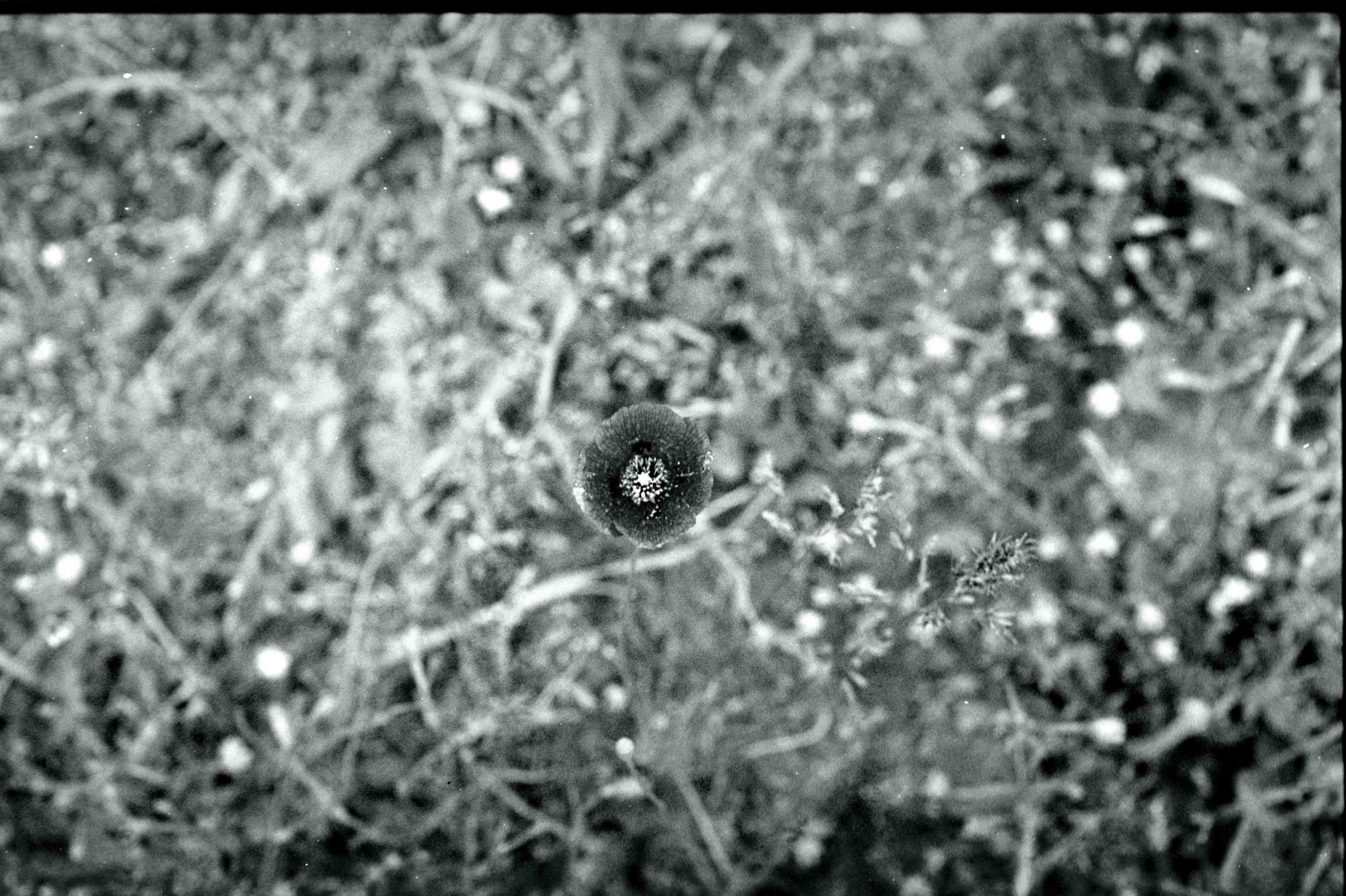 Ziad Antar, <i>Red Poppy</i>, 2025. Photograph printed on canvas, 78 3/4 x 118 1/8 in (200 x 300 cm)